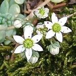 Sedum dasyphyllum Квітка