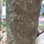 Camellia japonica Bark