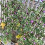 Lavatera arborea Fleur