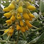 Sophora tomentosa Květ