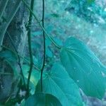 Smilax spinosa Bark