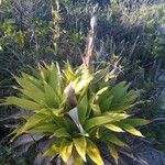 Guzmania plumieri Feuille