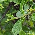 Rhamnus saxatilis Fuelha