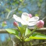 Malus sylvestrisBloem