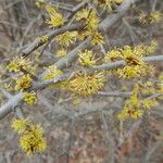 Forestiera pubescens ശീലം