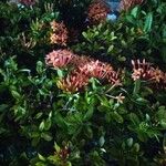 Ixora chinensisBlodyn