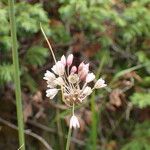 Allium oleraceum Flor