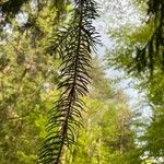 Picea abies পাতা