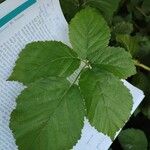 Rubus macrophyllus Blad