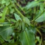 Commelina virginica Hábitos