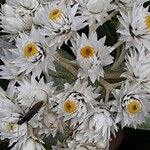 Anaphalis triplinervis Květ