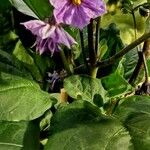 Solanum melongena Flower
