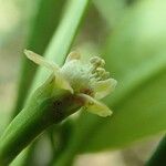 Erythroxylum novocaledonicum Flower
