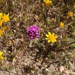 Castilleja exsertaLorea