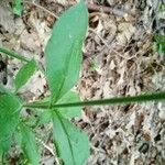 Silene viridiflora Deilen