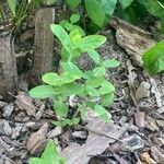 Hypericum virginicumHostoa