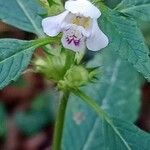 Galeopsis tetrahit Flor