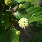 Cephalanthus occidentalis花