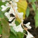 Fallopia aubertiiÕis