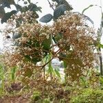 Harungana madagascariensis Flor