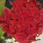 Ixora chinensis Blüte