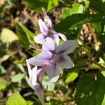 Viola rostrata Flower