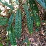 Cryptocarya acuminataBlad