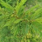 Acaciella angustissima ᱥᱟᱠᱟᱢ