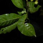 Chrysochlamys glauca Hoja