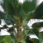 Pritchardia pacifica List