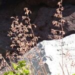 Heuchera rubescens Celota