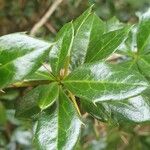 Berberis verruculosa Leaf