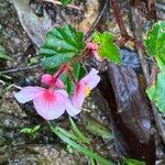 Begonia fischeri Кветка