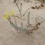 Linaria thymifolia Hábito