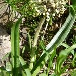 Plantago atrata Schors