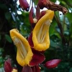 Thunbergia mysorensis Blomma