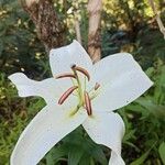 Lilium longiflorum 花