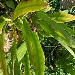 Epiphyllum hookeri Leaf