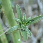 Lepidium graminifolium 整株植物