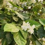Jasminum sambac 整株植物