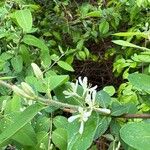 Lonicera morrowii Цвят