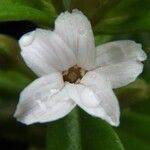 Lysimachia mauritiana Flor