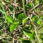 Pyrostria phyllanthoidea Leaf