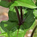 Zinnia peruviana Bark