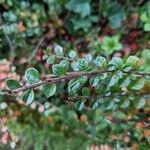 Cotoneaster nan-shan ഇല