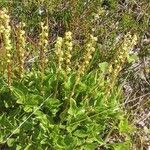 Orthilia secunda Flower