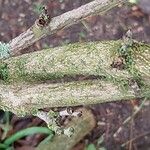 Holboellia coriacea Bark