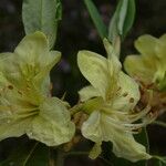 Rhododendron triflorum Flower