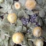 Chersodoma antennaria Flor