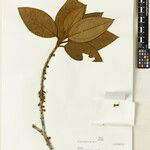 Henriettea granulata Leaf